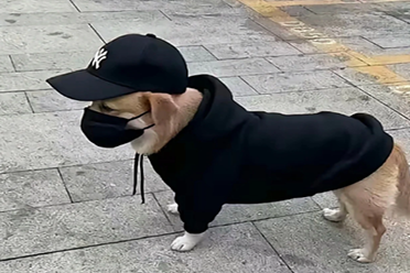 怪物猎人世界怪物一览__南林怪物攻击一览